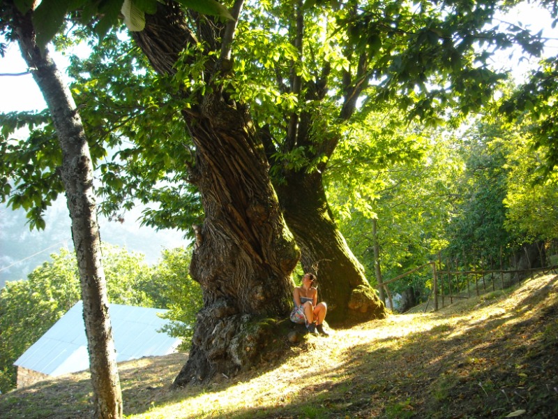 Castagneto in Valdinferno